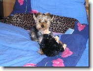 Jorkrsk terier, Yorkshire Terrier,