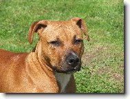 American Staffordshire Terrier