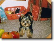 Jorkrsk terier, Yorkshire Terrier,