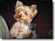 Yorkshire Terrier