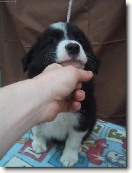 Border Collie