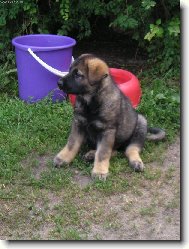 German shepherd dog \\\\\(Dog standard\\\\\)