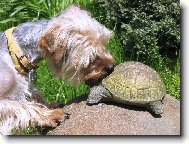 Jorkrsk terier, Yorkshire Terrier,