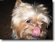 Jorkrsk terier, Yorkshire Terrier,