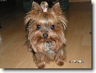 Jorkrsk terier, Yorkshire Terrier,