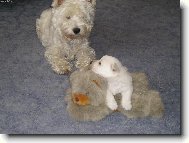 West Highland White Terrier