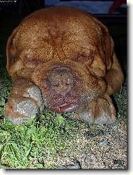 Dogue de Bordeaux