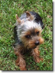 Jorkrsk terier, Yorkshire Terrier,