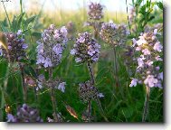 Thymus vulgaris