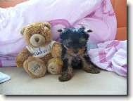 Jorkrsk terier, Yorkshire Terrier,