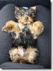 Jorkrsk terier, Yorkshire Terrier,