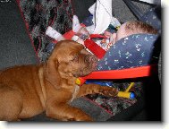 Dogue de Bordeaux