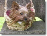 Jorkrsk terier, Yorkshire Terrier,