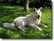 White swiss shepherd dog \\\\\(Dog standard\\\\\)