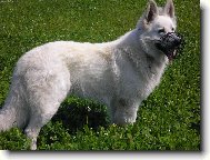 Berger Blanc Suisse, White Swiss Shepherd Dog