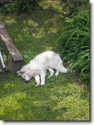 White swiss shepherd dog \\\\\(Dog standard\\\\\)