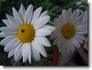 Tanacetum parthenium L\.