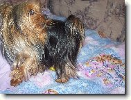 Jorkrsk terier, Yorkshire Terrier,