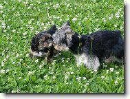 Jorkrsk terier, Yorkshire Terrier,