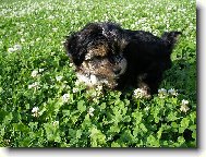 Jorkrsk terier, Yorkshire Terrier,