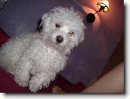 Bichon frise