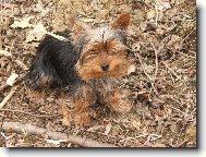 Jorkrsk terier, Yorkshire Terrier,