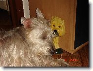 West highland white terrier \\\\\(Dog standard\\\\\)