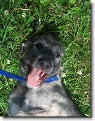 Irish Wolfhound