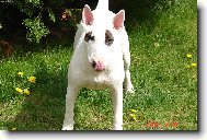 Bull Terrier