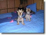 Jorkrsk terier, Yorkshire Terrier,