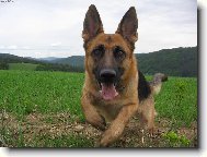 German Shepherd Dog