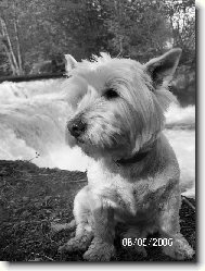 West highland white terrier \\\\\(Dog standard\\\\\)