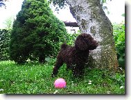 Poodle, Caniche