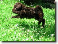 Poodle, Caniche