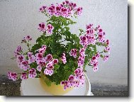 Pelargonium