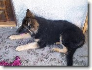 German Shepherd Dog