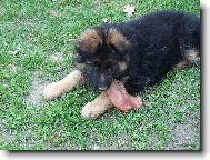 German Shepherd Dog