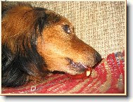 Dachshund