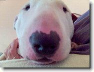 Bull Terrier