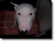 Bull Terrier