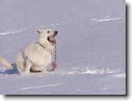 Berger Blanc Suisse, White Swiss Shepherd Dog