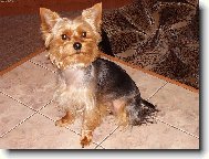 Jorkrsk terier, Yorkshire Terrier,