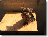 Jorkrsk terier, Yorkshire Terrier,