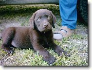 Labrador Retriever