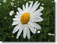 Tanacetum parthenium L\.