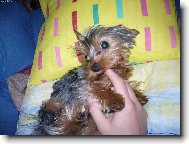 Jorkrsk terier, Yorkshire Terrier,