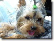 Jorkrsk terier, Yorkshire Terrier,