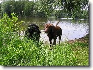 Labrador Retriever