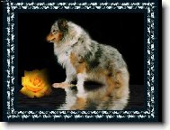 Shetland Sheepdog