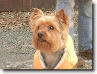 Yorkshire Terrier